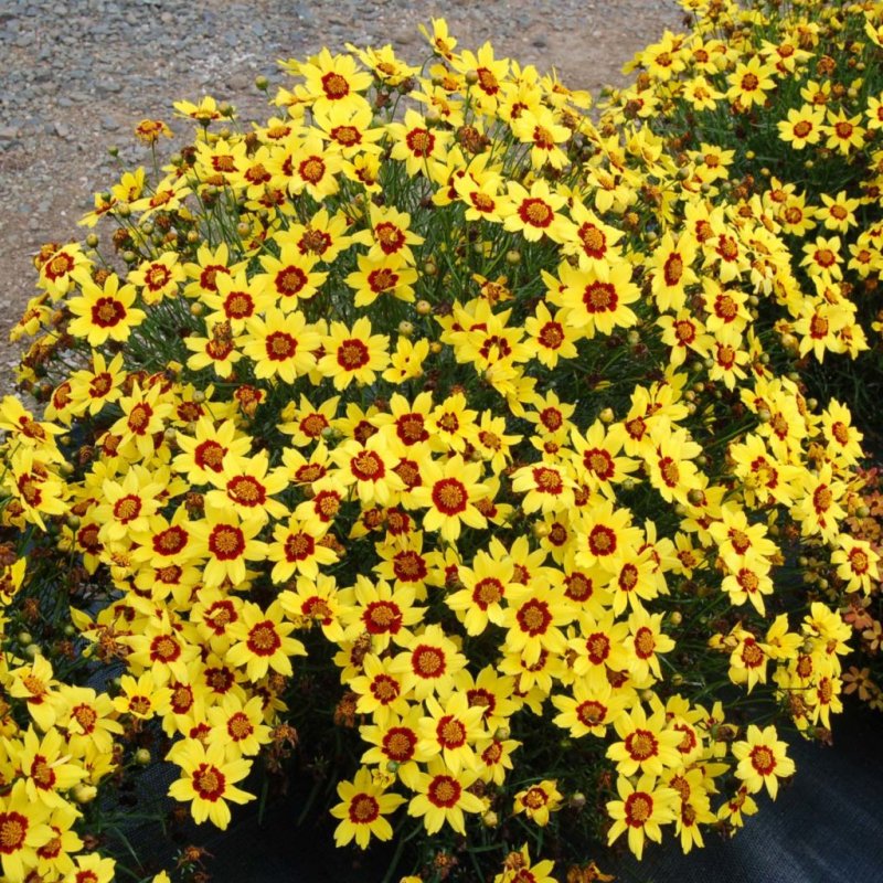 Кореопсис Imperial Sun