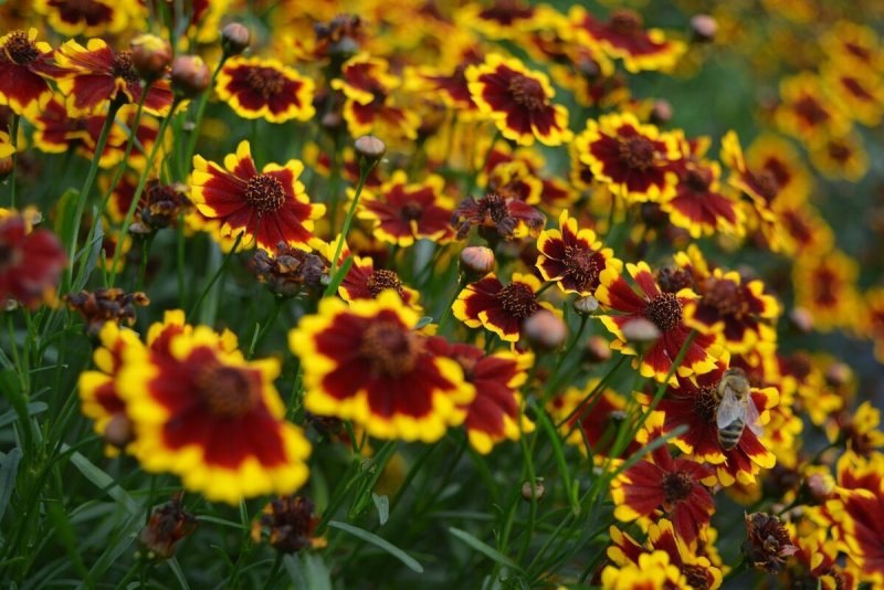 Ферулелистный кореопсис Coreopsis ferulifolia