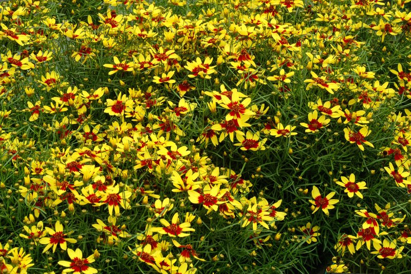 Coreopsis grandiflora 'Sonnenkind'
