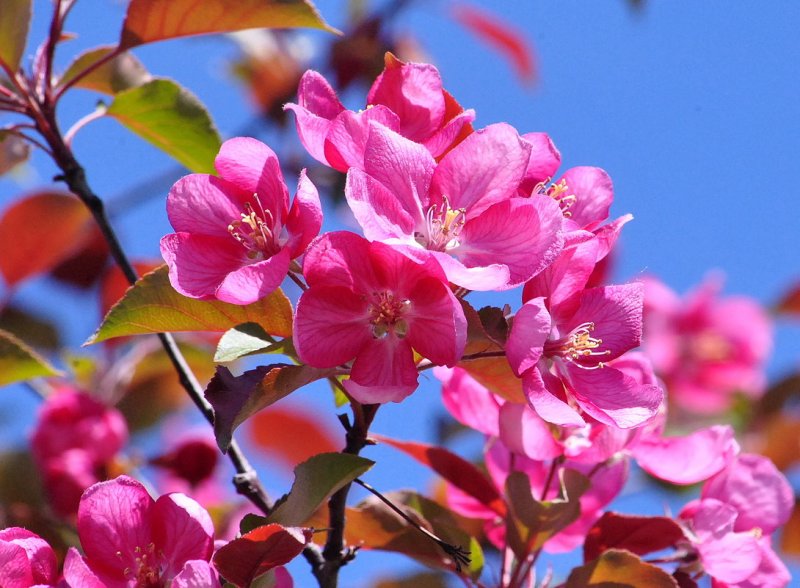 Яблоня "роялти" - Malus "Royalty"