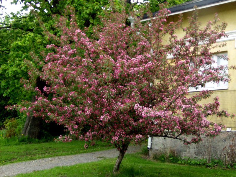 Яблоня Макамик