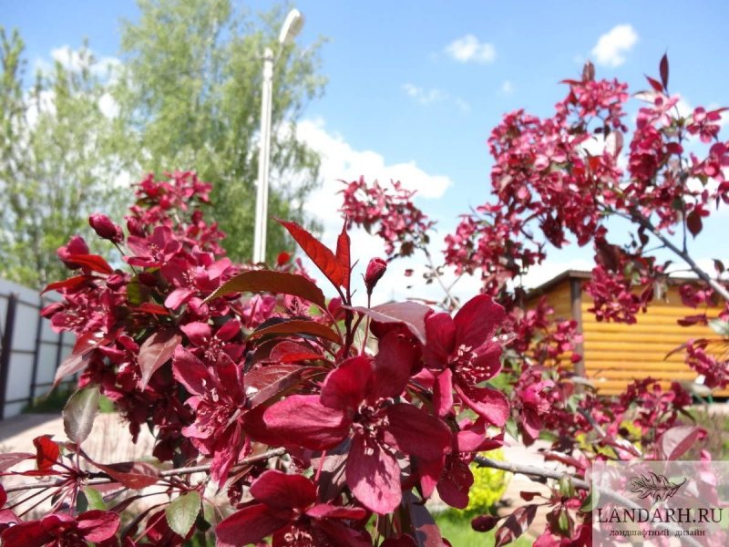 Яблоня краснолистная Кармэн