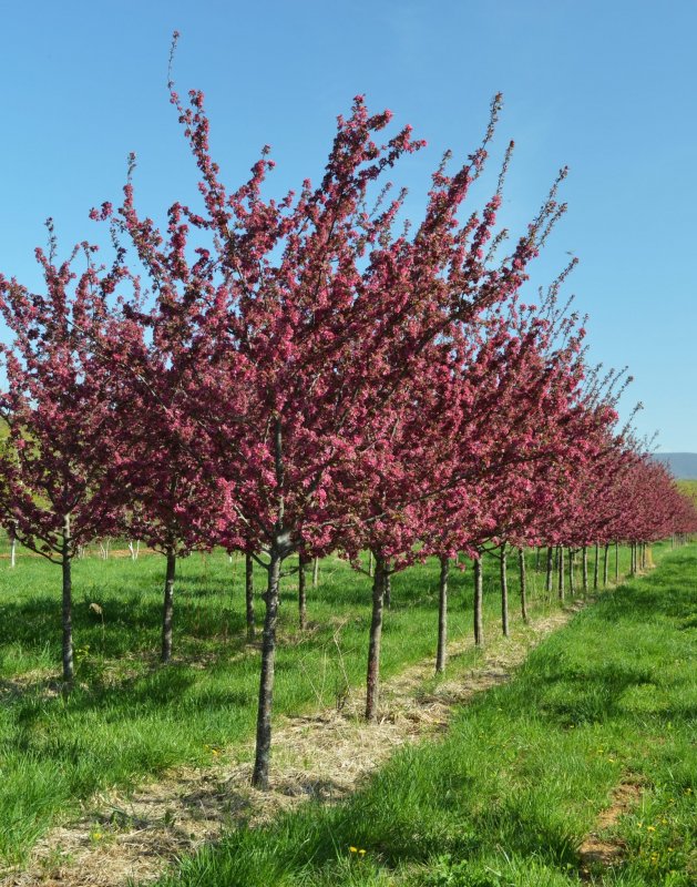 Яблоня Malus Rudolph