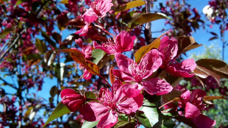 Яблоня Malus Royalty