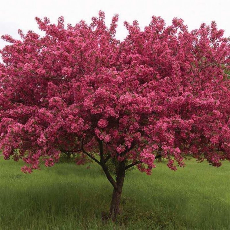 Яблоня "роялти" - Malus "Royalty"