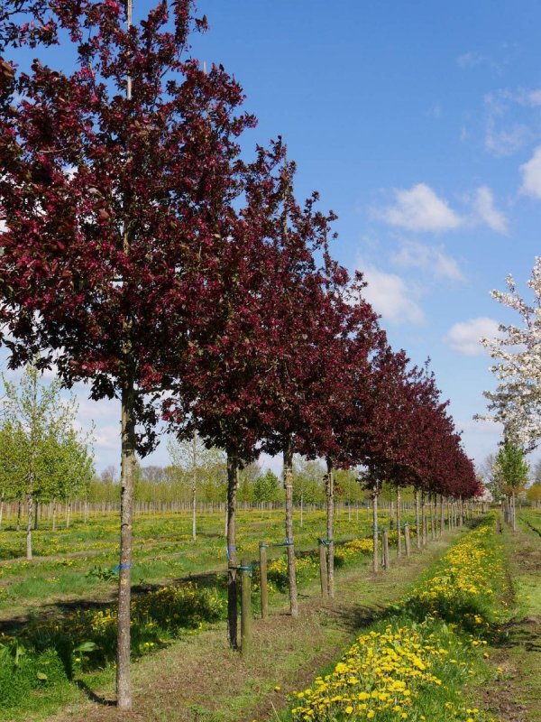 Яблоня Malus Royalty