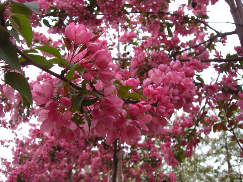 Яблоня `Макамик` Malus `Makamik`