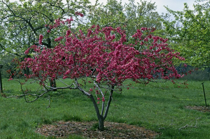 Malus Pomzai 'Courtabri'