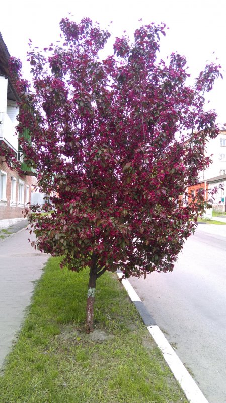 Яблоня Malus Royalty