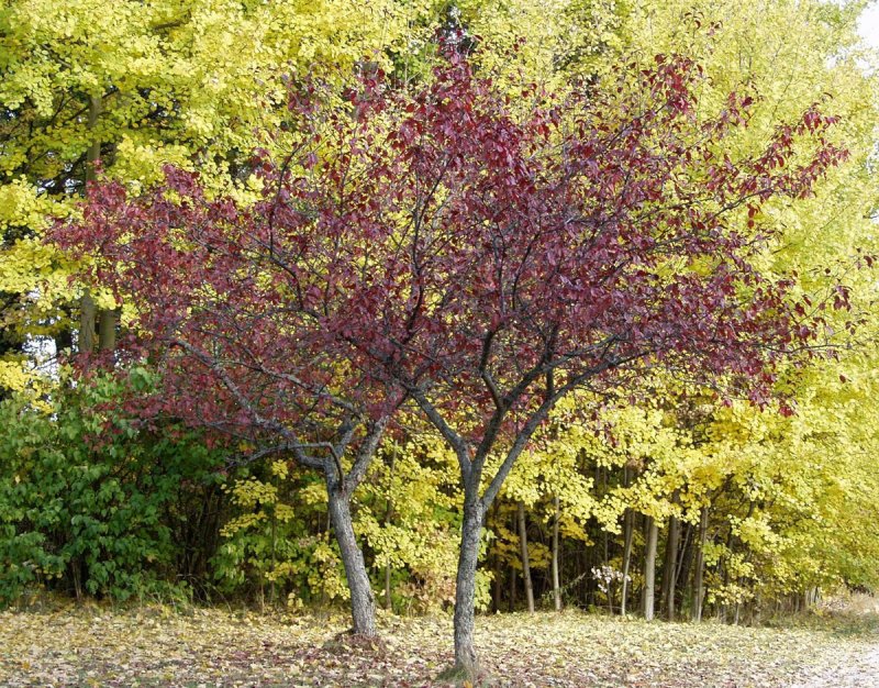 Яблоня Malus Royalty