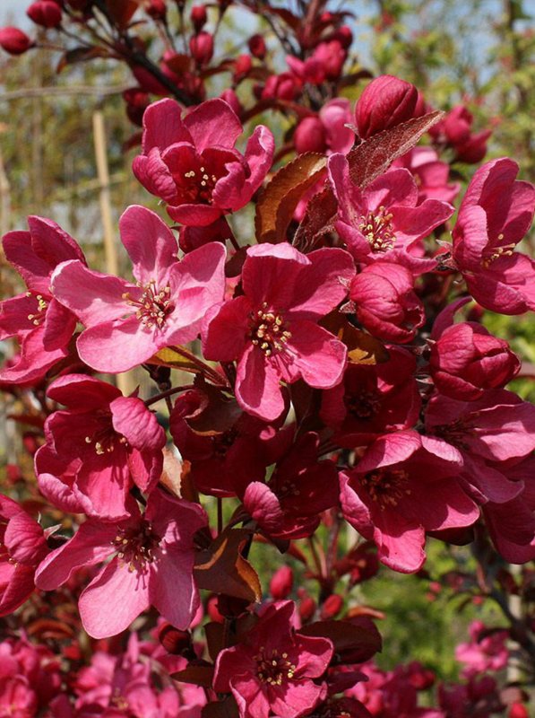 Яблоня декоративная Malus «Liset».