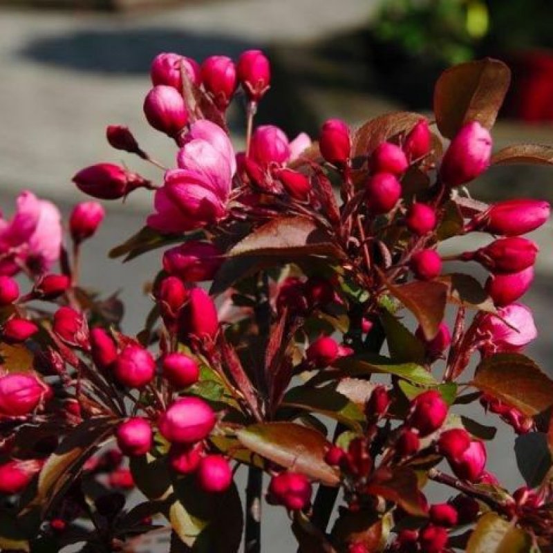 Яблоня Malus Royalty
