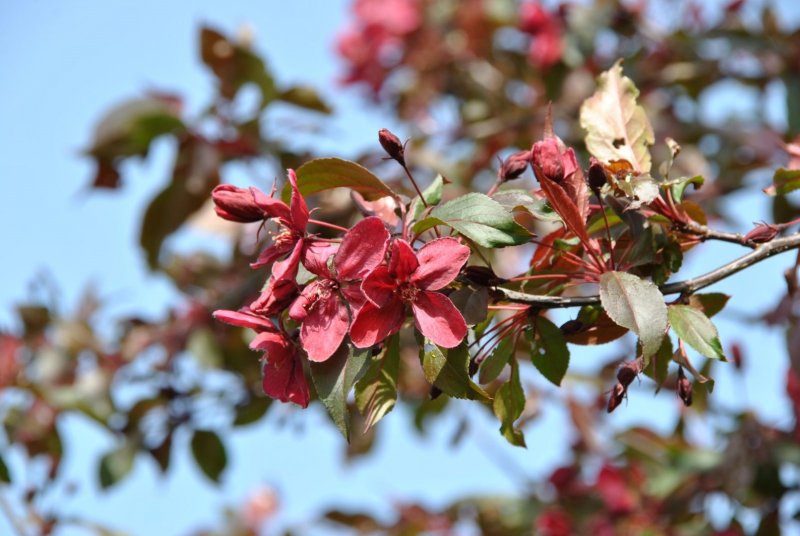 Яблоня "роялти" - Malus "Royalty"