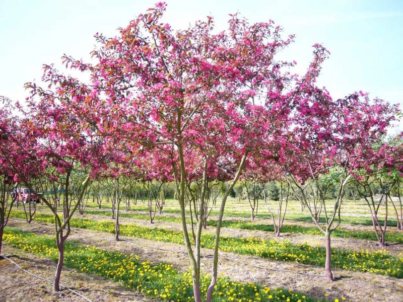 Яблоня "роялти" - Malus "Royalty"
