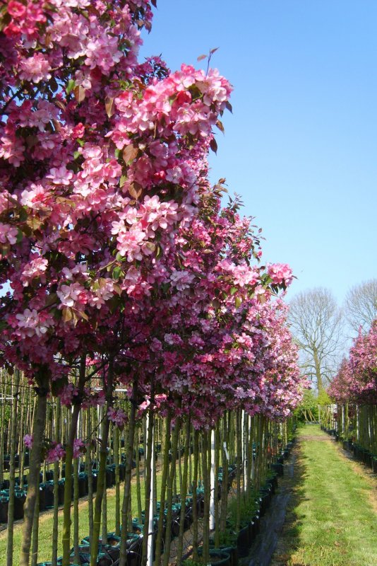 Яблоня Мокум Malus Mokum