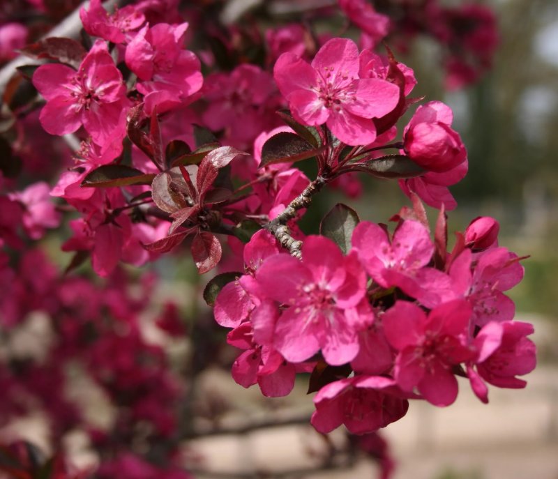 Яблоня Malus Royalty