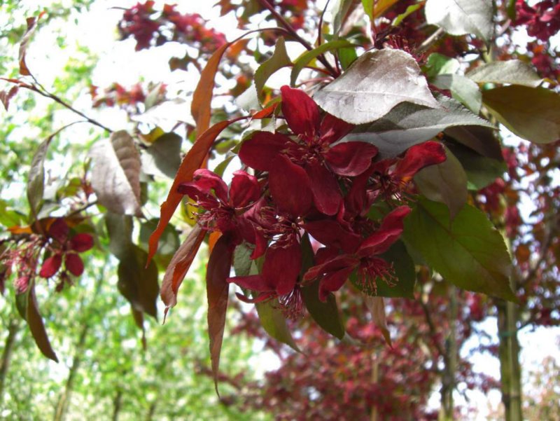 Malus floribunda ''Royalty''