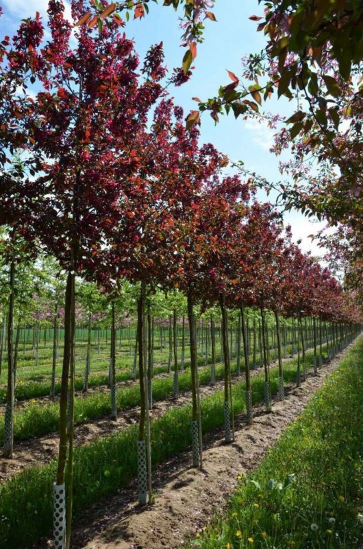 Яблоня Malus Royalty