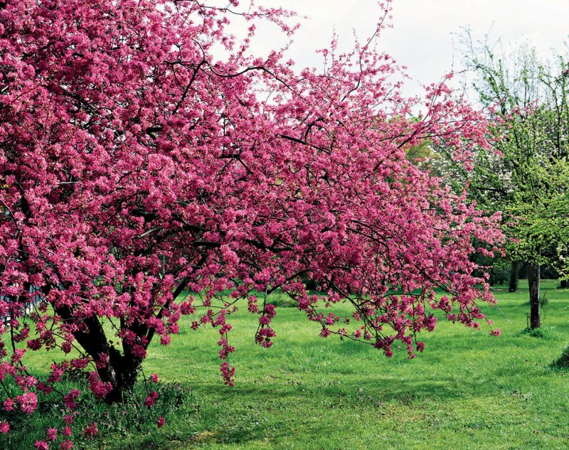 Яблоня `Элей` Malus `eleyi`