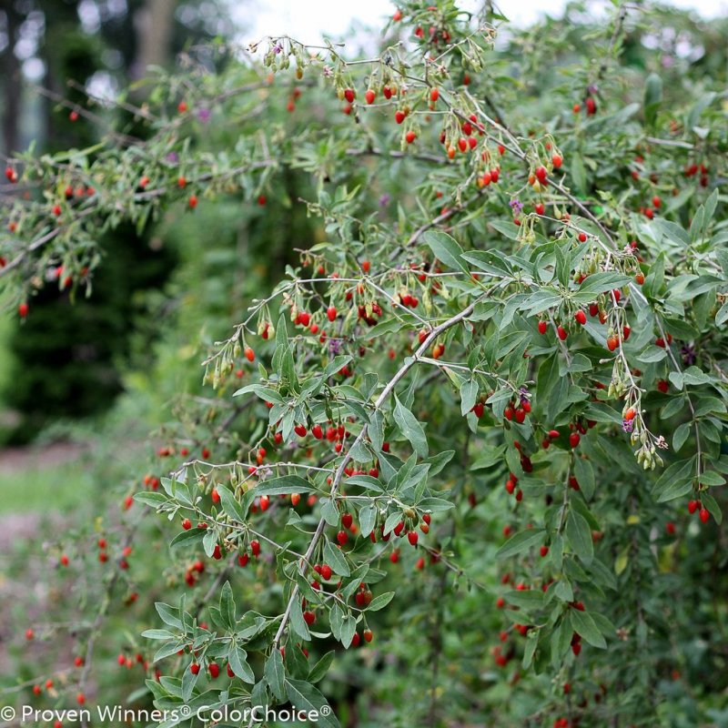 Goji Berry Ağaci