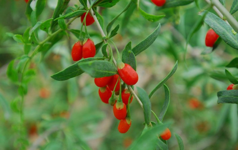 Lycium barbarum l. Дереза бороздчатая