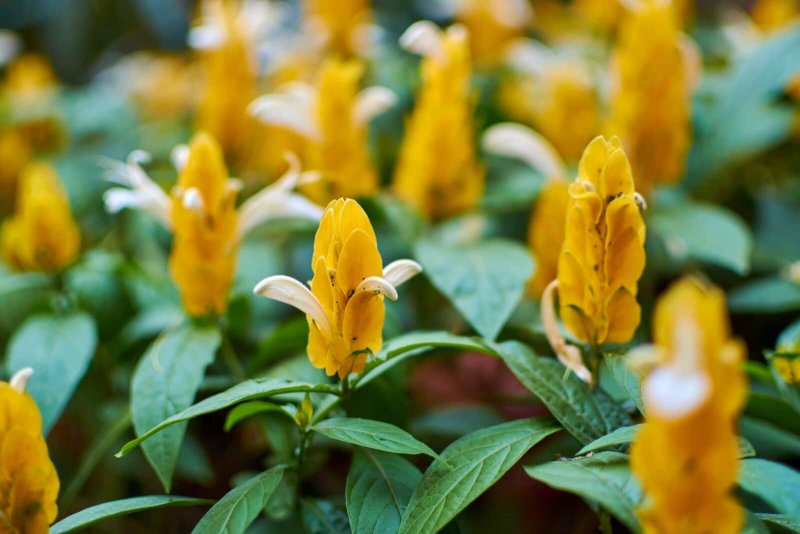 Pachystachys lutea