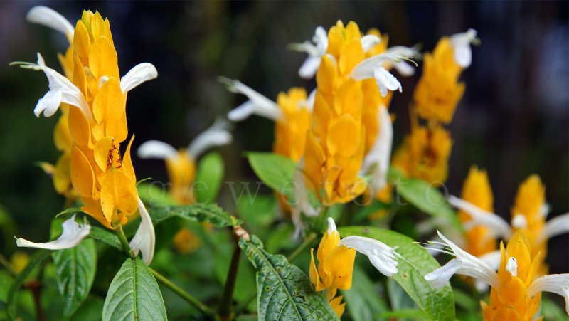 Pachystachys lutea