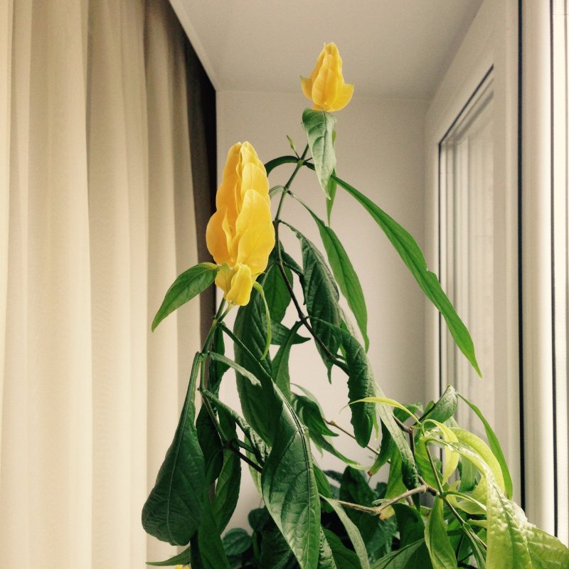 Pachystachys lutea nees