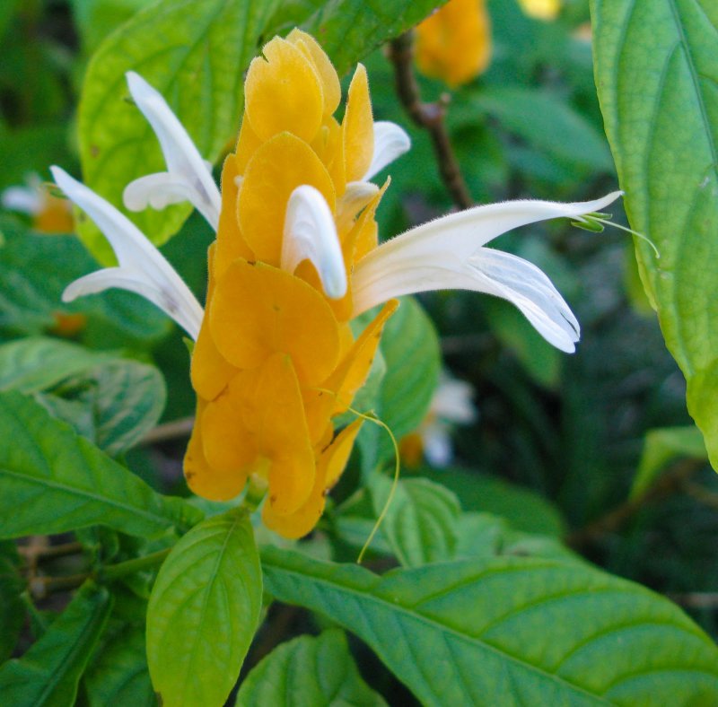 Pachystachys lutea