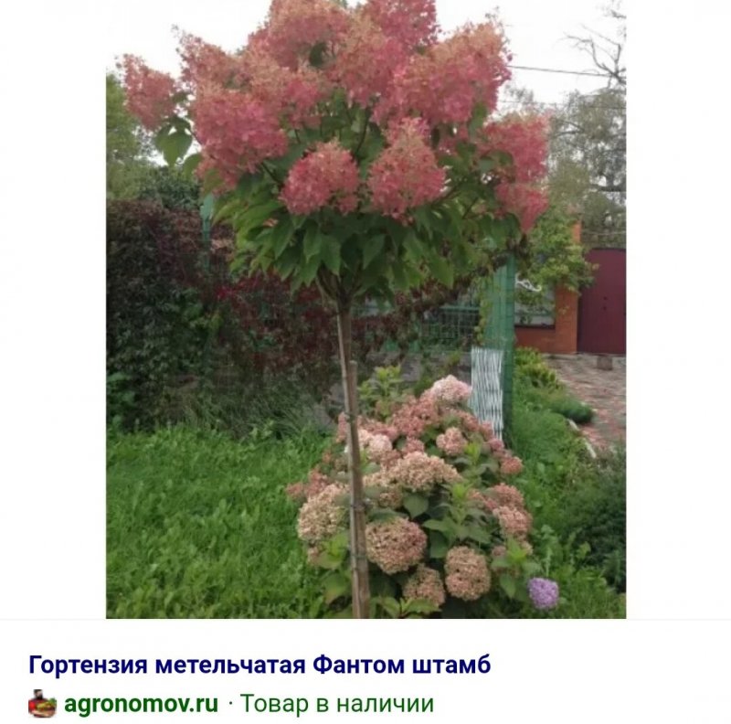 Штамбовая гортензия Лаймлайт