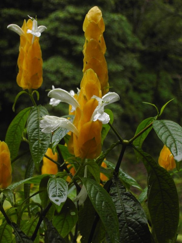 Пахистахис lutea
