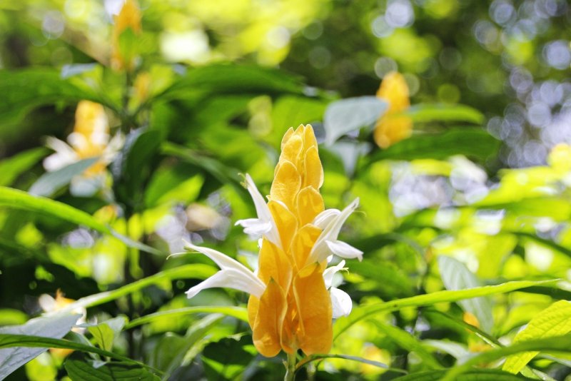 Пахистахис lutea