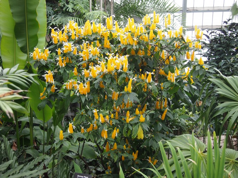 Pachystachys lutea