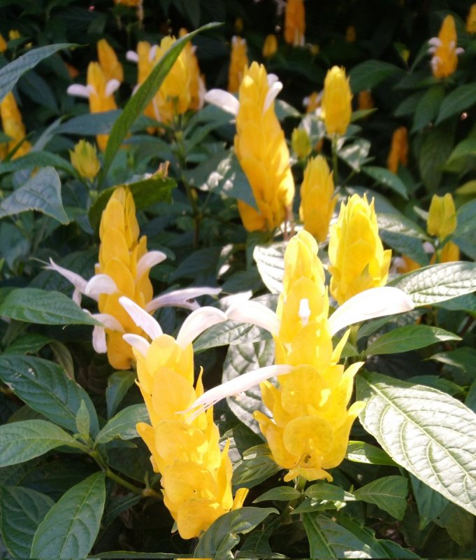 Pachystachys lutea