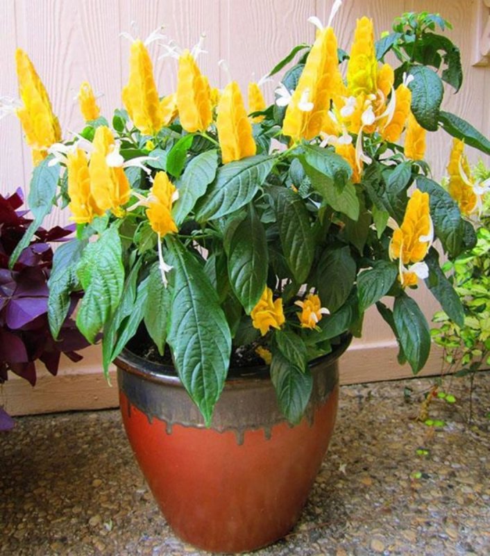 Пахистахис lutea