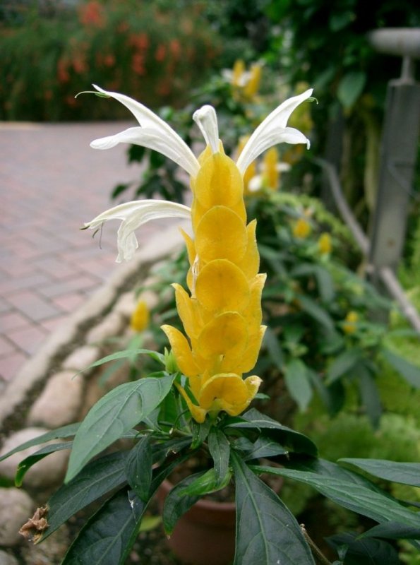 Pachystachys lutea