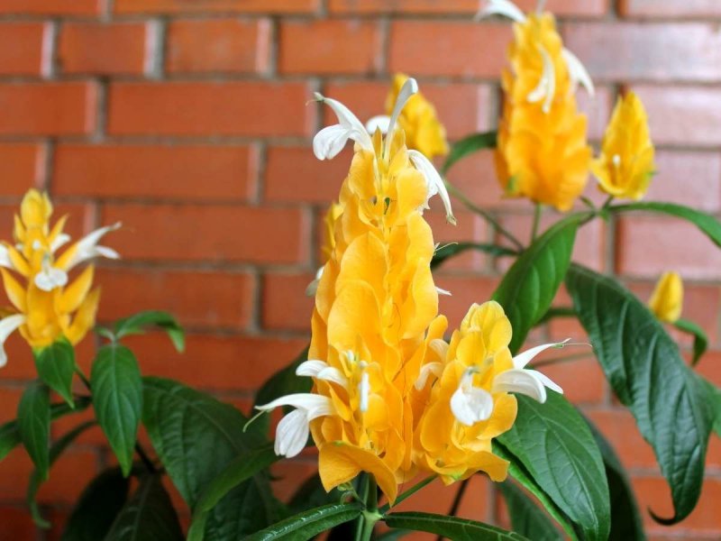 Pachystachys coccinea