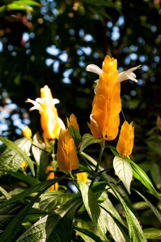 Pachystachys lutea