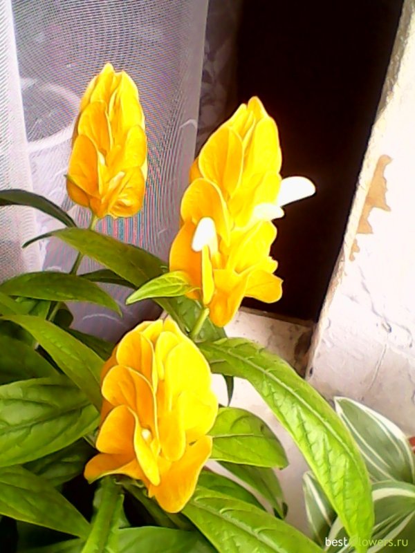 Pachystachys lutea