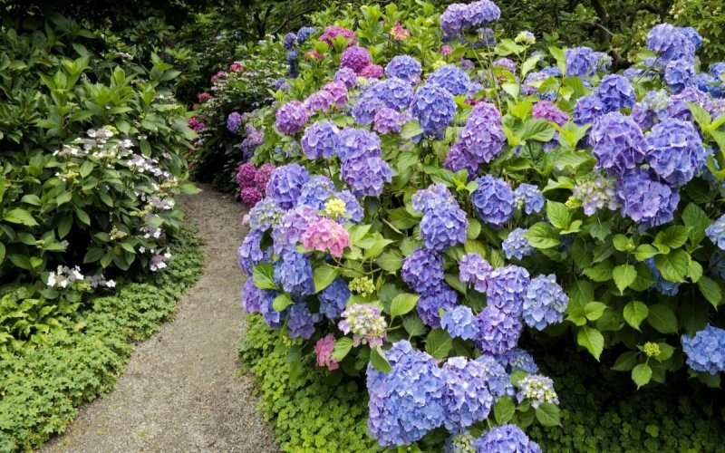 Гортензия древовидная (Hydrangea arborescens Golden Annabelle) p9