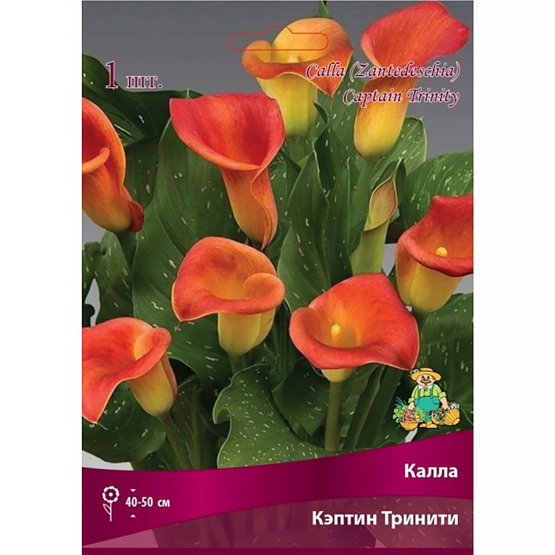 Калла(Zantedeschia) Captain Safari