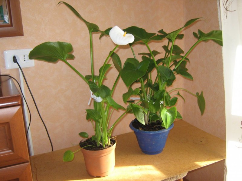 Комнатные цветы Calla