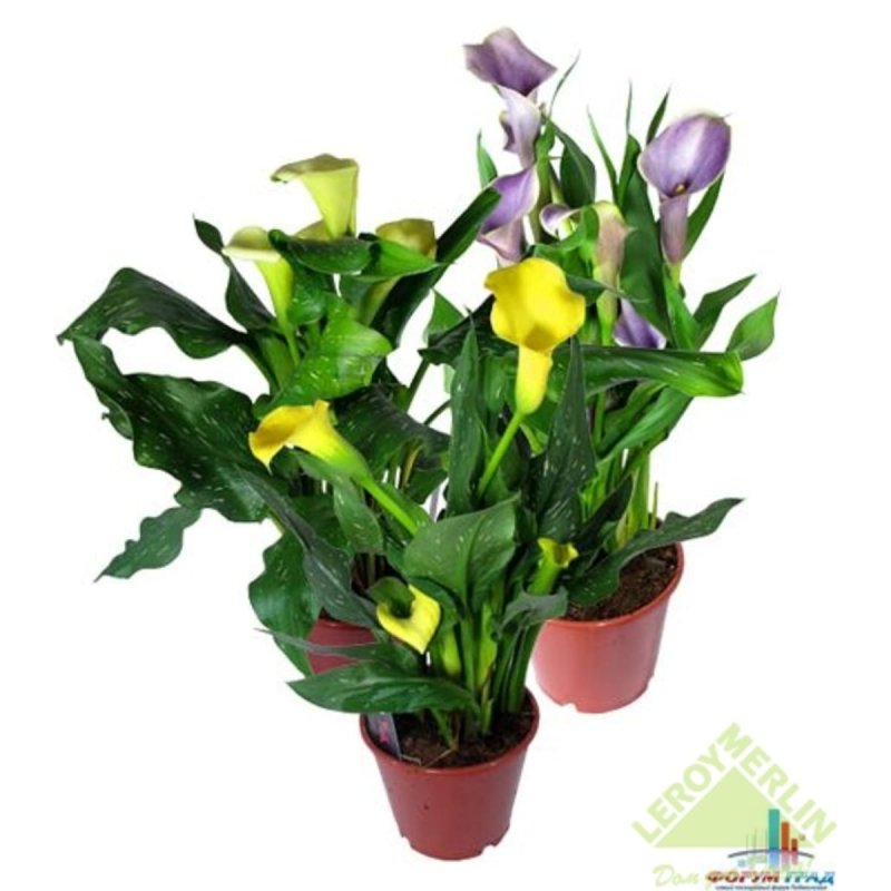 Калла Zantedeschia Mix
