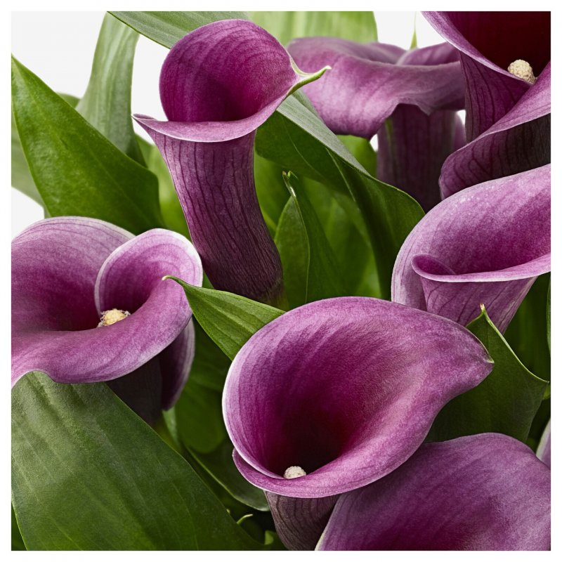 Calla Zantedeschia Bloody Mary