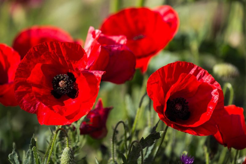 Мак Papaver Cardinal