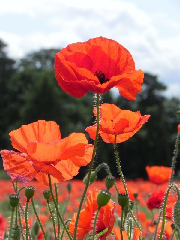 Мак Papaver Cardinal