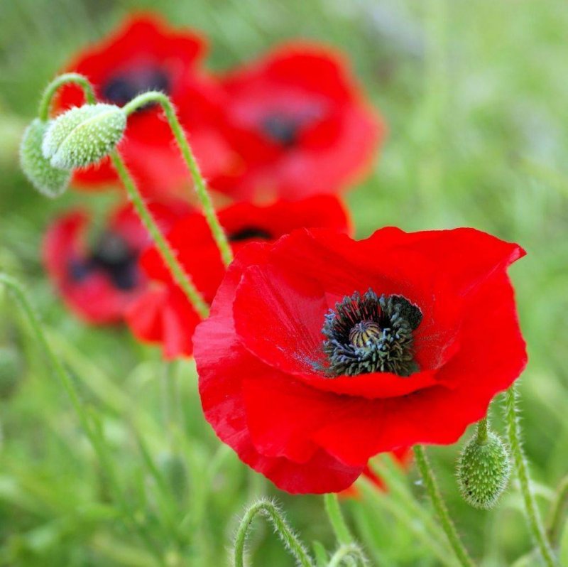 Мак Papaver