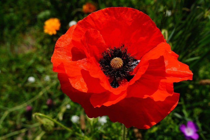 Papaver orientale Watermelon