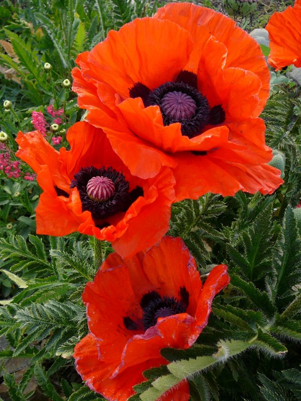 Мак Papaver