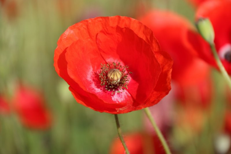 Poppy (Мак)